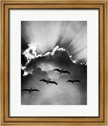 Framed Birds In Sky Flying Print