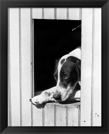 Framed 1930s Hunting Dog Pointer Looking Out Of His Doghouse Print