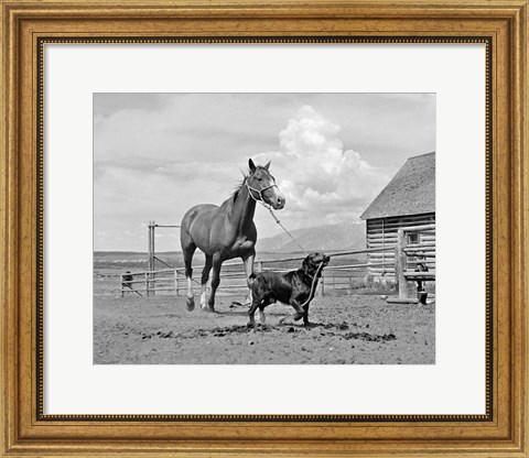 Framed 1950s 1960s Black Dog Leading Horse By Holding Rope Print