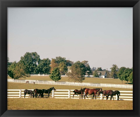 Framed 1990S Group Of Horses Beside White Pasture Fence Print