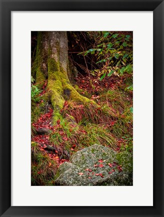 Framed Along the Forest Path Print