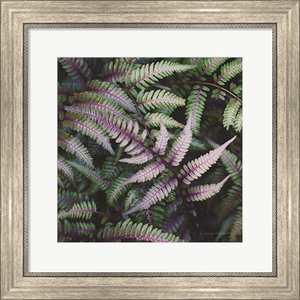 Framed Funky Ferns VI Print