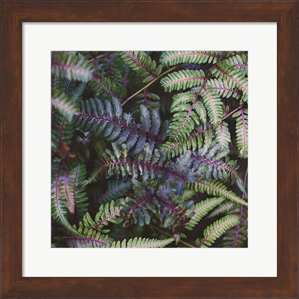 Framed Funky Ferns V Print