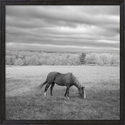 Framed Lone Horse Print