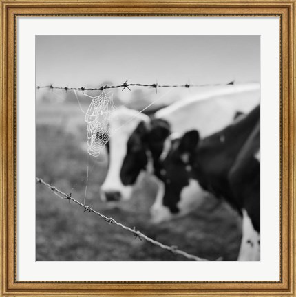 Framed Holstein Cow Print