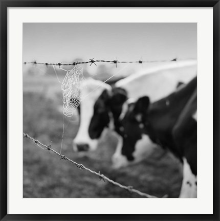 Framed Holstein Cow Print