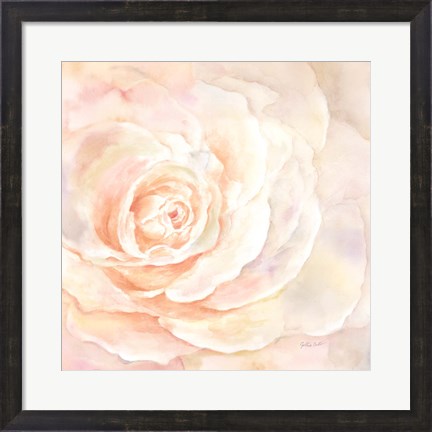 Framed Blush Rose Closeup I Print