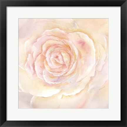 Framed Blush Rose Closeup II Print