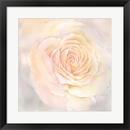 Framed Blush Rose Closeup III Print