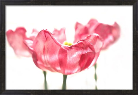 Framed Three Tulips Print