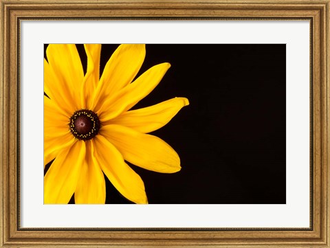 Framed Black Eyed Susan I Print