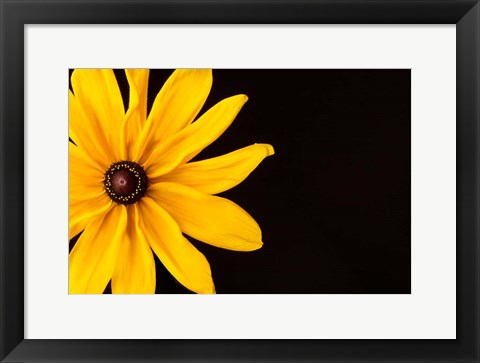 Framed Black Eyed Susan I Print