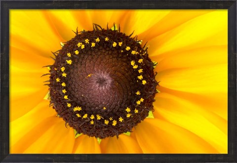 Framed Black Eyed Susan II Print