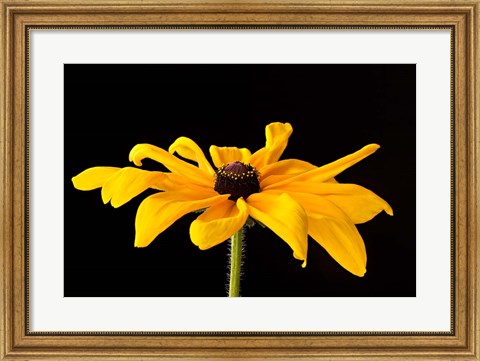 Framed Black Eyed Susan III Print