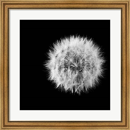 Framed Wish Flower I Print