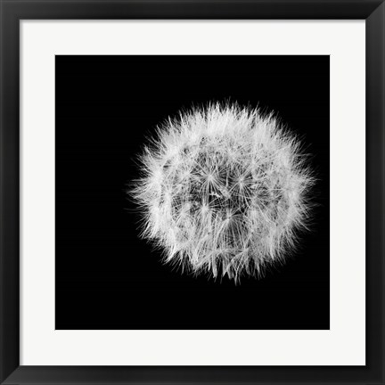 Framed Wish Flower I Print