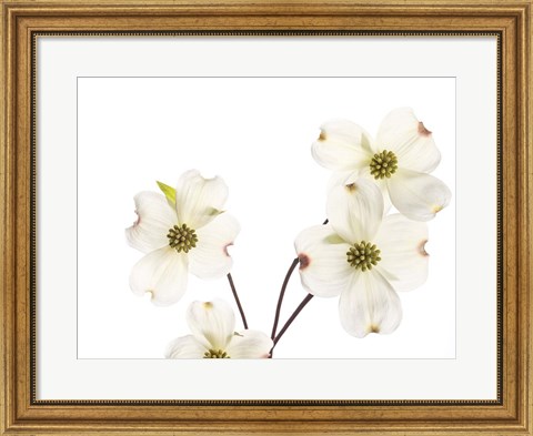 Framed Dogwood Garland Print