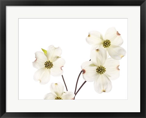 Framed Dogwood Garland Print