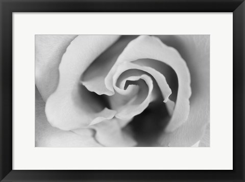 Framed Gentle Rose Print