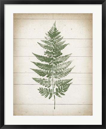 Framed Fern Print I v2 Print