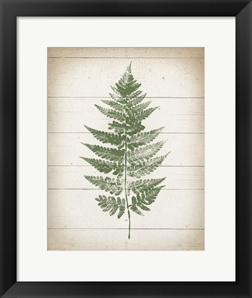 Framed Fern Print I v2 Print