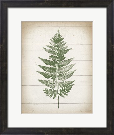 Framed Fern Print I v2 Print