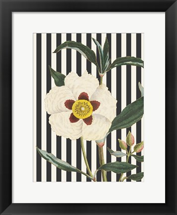 Framed Herbal Botanical XXVII Bold Print