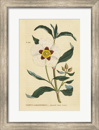 Framed Herbal Botanical XXVII Print