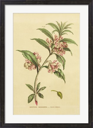 Framed Herbal Botanical XXVI Print