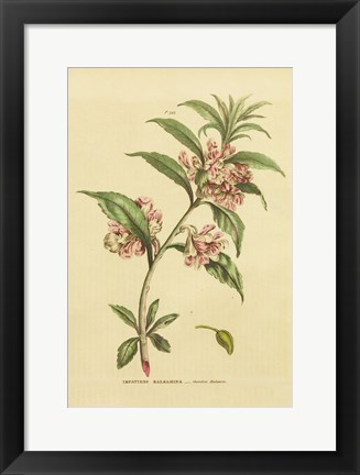 Framed Herbal Botanical XXVI Print