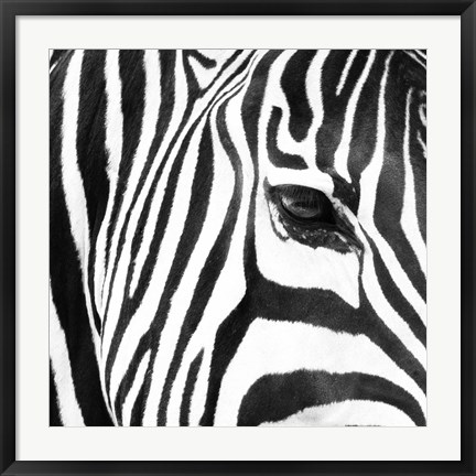 Framed Zebra Up Close Print