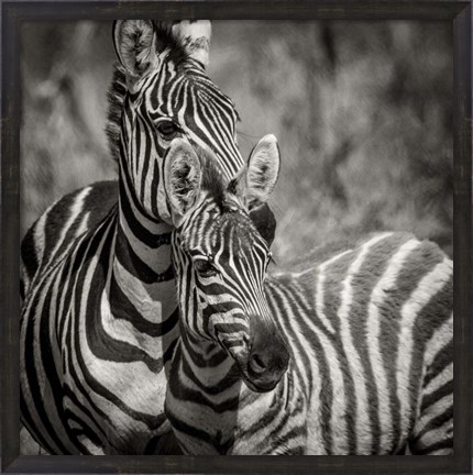 Framed Zebra Pair Print