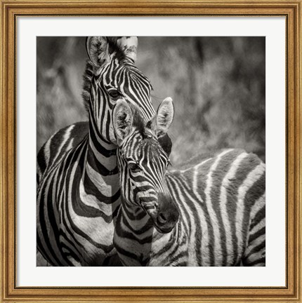 Framed Zebra Pair Print