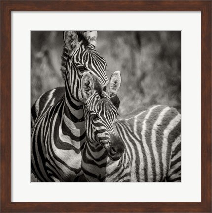 Framed Zebra Pair Print