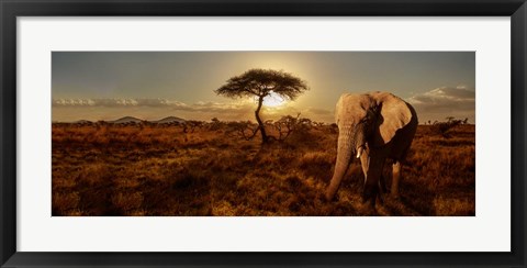 Framed Elephant and Tree Print