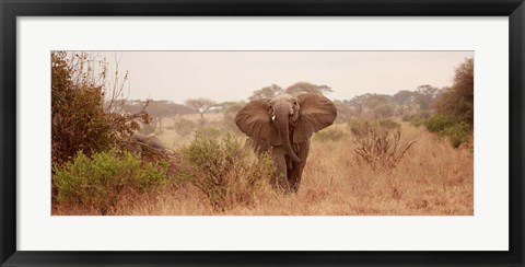 Framed Elephant in the Savannah Print