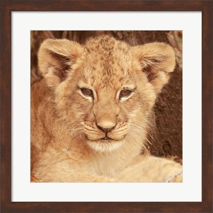 Framed Lion Cub Print