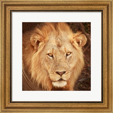 Framed Lion Up Close Print