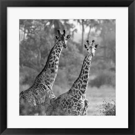 Framed Pair of Giraffes Print