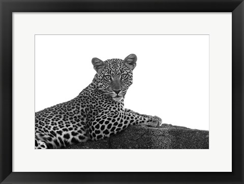 Framed Leopard in Black and White Print