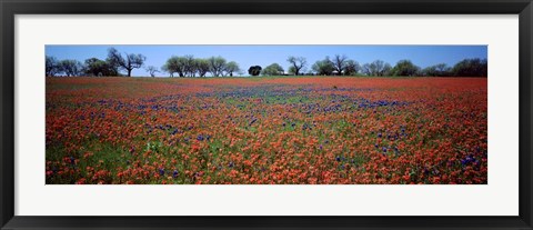 Framed Indian Paintbrush &amp; Bluebonnets TX Print