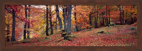 Framed Beech Trees in Autumn, Aberfeldy, Scotland Print