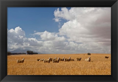 Framed Flock of Sheep Grazing in a Farm, South Africa Print