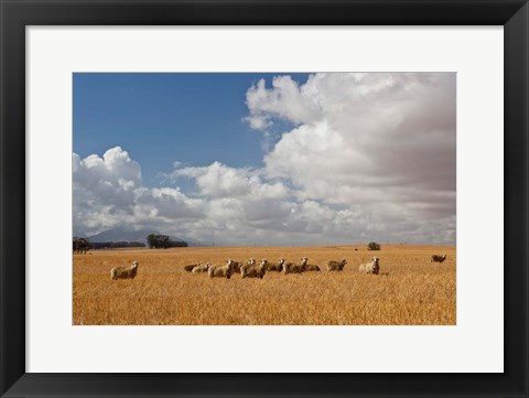 Framed Flock of Sheep Grazing in a Farm, South Africa Print