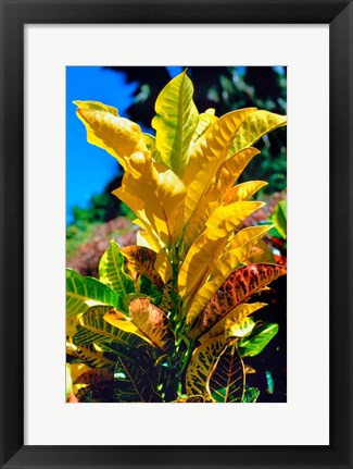 Framed Close-Up of Multi-Colored Leaves, Tahiti, French Polynesia Print