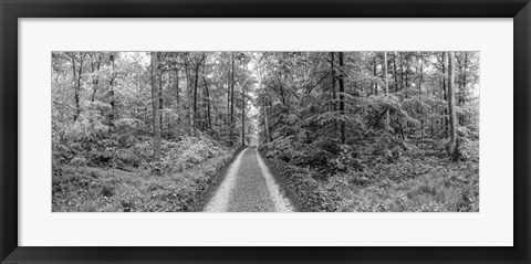 Framed Dirt Road Passing through a Forest, Baden-Wurttemberg, Germany Print