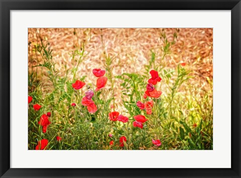 Framed Close-up of Wilting Poppies Print