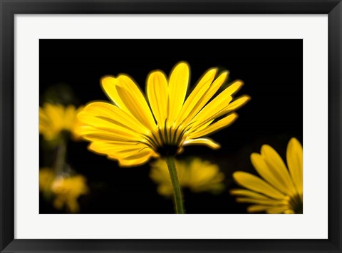 Framed Close-Up of Voltage Yellow African Daisy Flowers, Florida Print