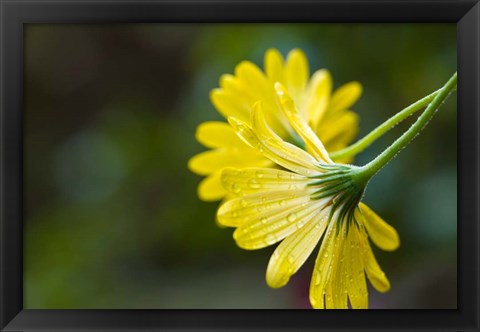 Framed Close-Up of Raindrops on Voltage Yellow African Daisy Flowers, Florida Print