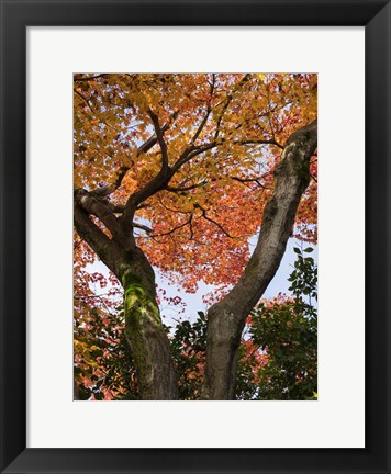 Framed Fall Leaves on V Shaped Tree, Japan Print